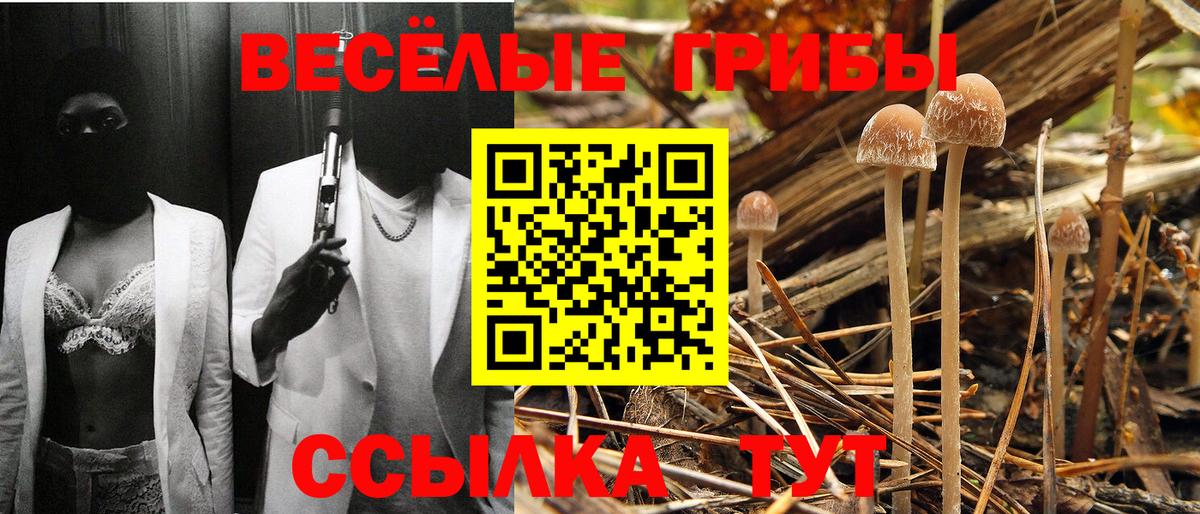 Псилоцибиновые грибы мицелий Зерноград